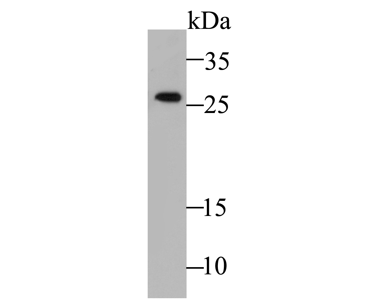 Western blot analysis of Calpain small subunit 1 on A549 cell lysate. Proteins were transferred to a PVDF membrane and blocked with 5% BSA in PBS for 1 hour at room temperature. The primary antibody (ET7109-66, 1/500) was used in 5% BSA at room temperature for 2 hours. Goat Anti-Rabbit IgG - HRP Secondary Antibody (HA1001) at 1:5,000 dilution was used for 1 hour at room temperature.