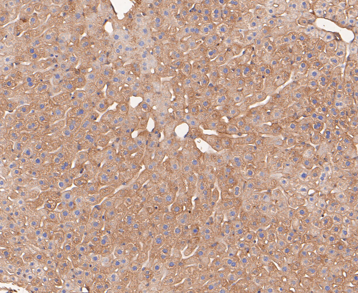 Immunohistochemical analysis of paraffin-embedded mouse liver tissue using anti-Calpain small subunit 1 antibody. The section was pre-treated using heat mediated antigen retrieval with Tris-EDTA buffer (pH 8.0-8.4) for 20 minutes.The tissues were blocked in 5% BSA for 30 minutes at room temperature, washed with ddH2O and PBS, and then probed with the primary antibody (ET7109-66, 1/50) for 30 minutes at room temperature. The detection was performed using an HRP conjugated compact polymer system. DAB was used as the chromogen. Tissues were counterstained with hematoxylin and mounted with DPX.