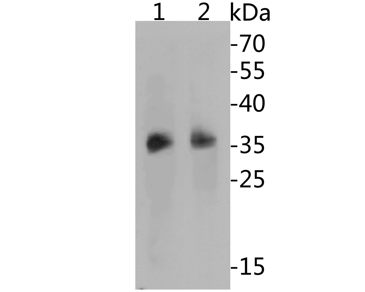Western blot analysis of BOB1 on different lysates. Proteins were transferred to a PVDF membrane and blocked with 5% BSA in PBS for 1 hour at room temperature. The primary antibody (ET7109-68, 1/500) was used in 5% BSA at room temperature for 2 hours. Goat Anti-Rabbit IgG - HRP Secondary Antibody (HA1001) at 1:5,000 dilution was used for 1 hour at room temperature.<br />
Positive control: <br />
Lane 1: Daudi cell lysates<br />
Lane 2: Raji cell lysates<br />
<br />
Predicted band size: 27 kDa<br />
Observed band size: 36 kDa
