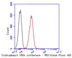Flow cytometric analysis of Tryptophanyl tRNA synthetase / WRS was done on A549 cells. The cells were fixed, permeabilized and stained with the primary antibody (ET7109-73, 1/50) (red). After incubation of the primary antibody at room temperature for an hour, the cells were stained with a Alexa Fluor 488-conjugated Goat anti-Rabbit IgG Secondary antibody at 1/1000 dilution for 30 minutes.Unlabelled sample was used as a control (cells without incubation with primary antibody; black).