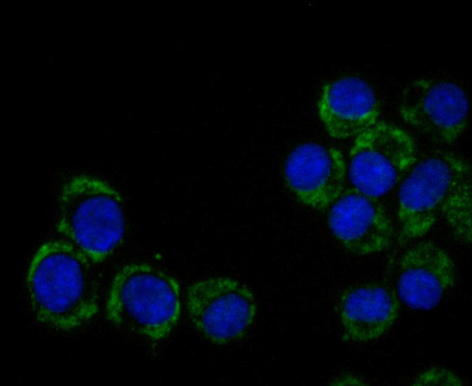 ICC staining of CEND1 in N2A cells (green). Formalin fixed cells were permeabilized with 0.1% Triton X-100 in TBS for 10 minutes at room temperature and blocked with 1% Blocker BSA for 15 minutes at room temperature. Cells were probed with the primary antibody (ET7109-75, 1/50) for 1 hour at room temperature, washed with PBS. Alexa Fluor®488 Goat anti-Rabbit IgG was used as the secondary antibody at 1/100 dilution. The nuclear counter stain is DAPI (blue).