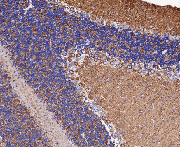 Immunohistochemical analysis of paraffin-embedded mouse brain tissue using anti-CEND1 antibody. The section was pre-treated using heat mediated antigen retrieval with Tris-EDTA buffer (pH 8.0-8.4) for 20 minutes.The tissues were blocked in 5% BSA for 30 minutes at room temperature, washed with ddH2O and PBS, and then probed with the primary antibody (ET7109-75, 1/50) for 30 minutes at room temperature. The detection was performed using an HRP conjugated compact polymer system. DAB was used as the chromogen. Tissues were counterstained with hematoxylin and mounted with DPX.