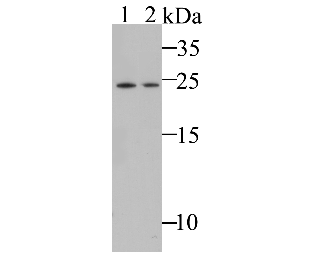Western blot analysis of MAD3 on different lysates. Proteins were transferred to a PVDF membrane and blocked with 5% BSA in PBS for 1 hour at room temperature. The primary antibody (ET7109-76, 1/500) was used in 5% BSA at room temperature for 2 hours. Goat Anti-Rabbit IgG - HRP Secondary Antibody (HA1001) at 1:5,000 dilution was used for 1 hour at room temperature.<br />
Positive control: <br />
Lane 1: SH-SY5Y cell lysate<br />
Lane 2: Hela cell lysate