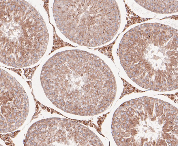 Immunohistochemical analysis of paraffin-embedded rat testis tissue using anti-RSK1 p90 antibody. The section was pre-treated using heat mediated antigen retrieval with sodium citrate buffer (pH 6.0) for 20 minutes. The tissues were blocked in 5% BSA for 30 minutes at room temperature, washed with ddH2O and PBS, and then probed with the primary antibody (ET7109-83, 1/50)  for 30 minutes at room temperature. The detection was performed using an HRP conjugated compact polymer system. DAB was used as the chromogen. Tissues were counterstained with hematoxylin and mounted with DPX.