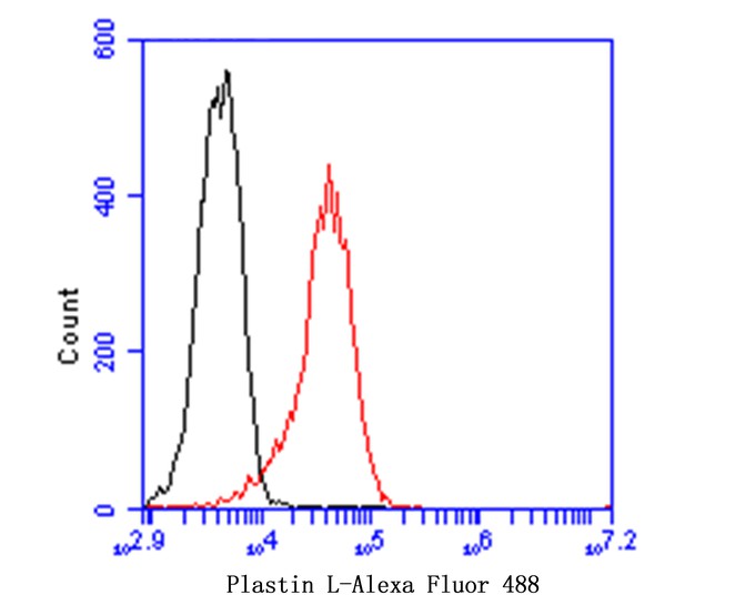 Flow cytometric analysis of Plastin L was done on THP-1 cells. The cells were fixed, permeabilized and stained with Plastin L antibody at 1/100 dilution (red) compared with an unlabelled control (cells without incubation with primary antibody; black). After incubation of the primary antibody on room temperature for an hour, the cells was stained with a Alexa Fluor™ 488-conjugated goat anti-rabbit IgG Secondary antibody at 1/500 dilution for 30 minutes.