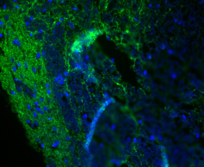 IF staining of Synapsin II in rat bone marrow (green). The nuclear counter stain is DAPI (blue). Cells were fixed in paraformaldehyde, permeabilised with 0.25% Triton X100/PBS.V