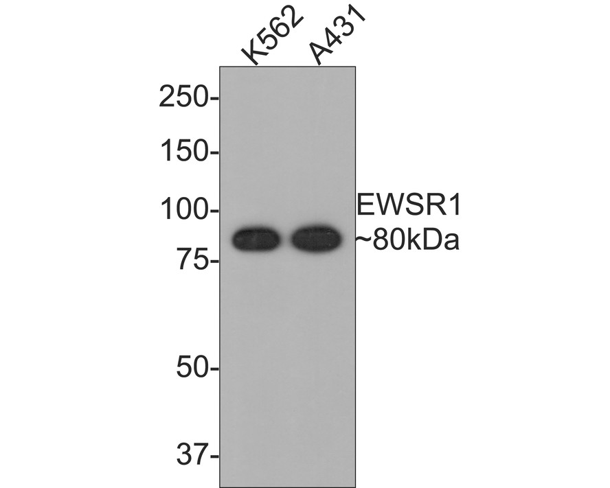 Western blot analysis of EWSR1/EWS on different lysates. Proteins were transferred to a PVDF membrane and blocked with 5% BSA in PBS for 1 hour at room temperature. The primary antibody (ET7109-94, 1/500) was used in 5% BSA at room temperature for 2 hours. Goat Anti-Rabbit IgG - HRP Secondary Antibody (HA1001) at 1:200,000 dilution was used for 1 hour at room temperature.<br />
Positive control: <br />
Lane 1: K562 cell lysate<br />
Lane 2: Human skin tissue lysate
