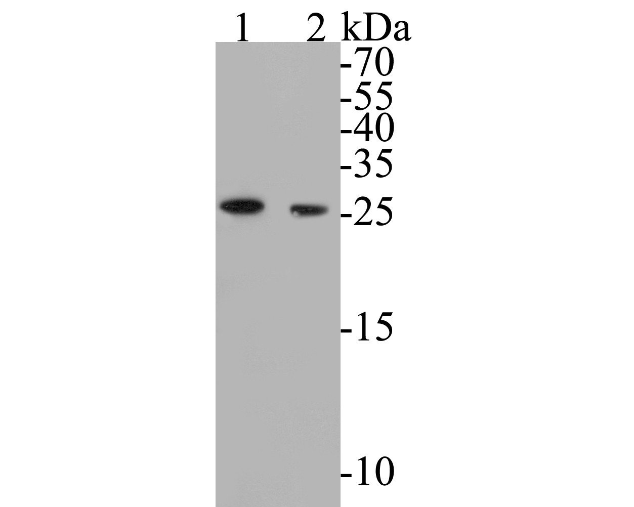 Western blot analysis of BCL2L12 on different lysates. Proteins were transferred to a PVDF membrane and blocked with 5% BSA in PBS for 1 hour at room temperature. The primary antibody (ET7110-02, 1/500) was used in 5% BSA at room temperature for 2 hours. Goat Anti-Rabbit IgG - HRP Secondary Antibody (HA1001) at 1:5,000 dilution was used for 1 hour at room temperature.<br />
Positive control: <br />
Lane 1: MCF-7 cell lysates<br />
Lane 2: PC-3M cell lysates
