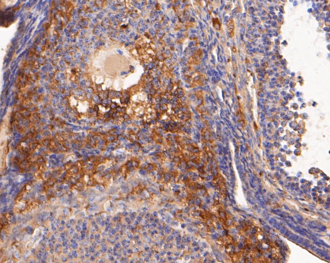 Immunohistochemical analysis of paraffin-embedded mouse ovary tissue using anti-BMP15 antibody. The section was pre-treated using heat mediated antigen retrieval with Tris-EDTA buffer (pH 8.0-8.4) for 20 minutes.The tissues were blocked in 5% BSA for 30 minutes at room temperature, washed with ddH2O and PBS, and then probed with the primary antibody (ET7110-03, 1/200) for 30 minutes at room temperature. The detection was performed using an HRP conjugated compact polymer system. DAB was used as the chromogen. Tissues were counterstained with hematoxylin and mounted with DPX.