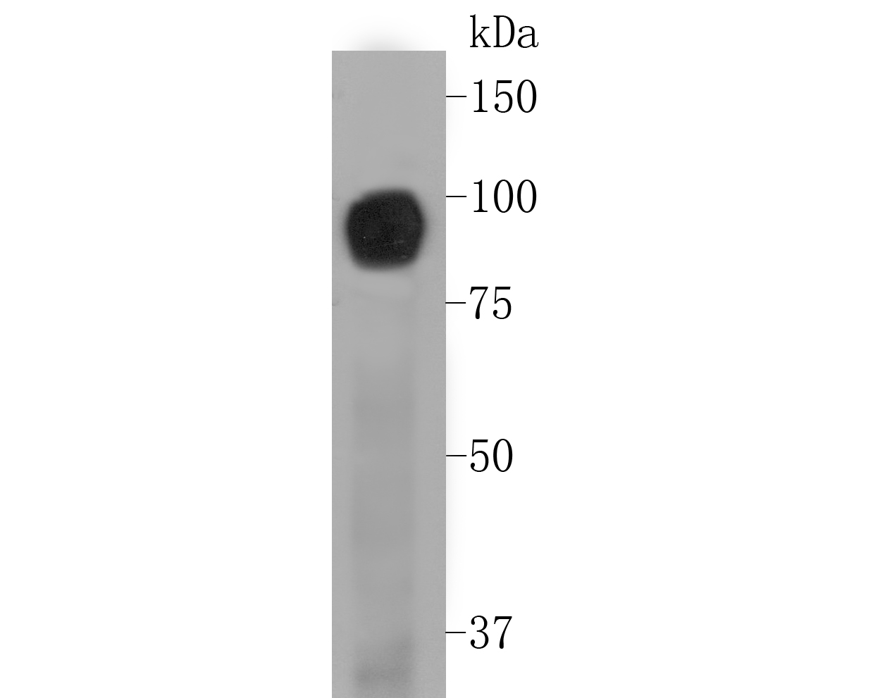 Western blot analysis of CD239 on A431 cell lysate. Proteins were transferred to a PVDF membrane and blocked with 5% BSA in PBS for 1 hour at room temperature. The primary antibody (ET7110-04, 1/500) was used in 5% BSA at room temperature for 2 hours. Goat Anti-Rabbit IgG - HRP Secondary Antibody (HA1001) at 1:5,000 dilution was used for 1 hour at room temperature.