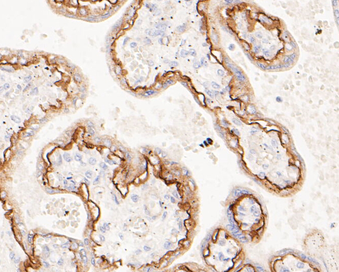 Immunohistochemical analysis of paraffin-embedded human placenta tissue using anti-CD239 antibody. The section was pre-treated using heat mediated antigen retrieval with Tris-EDTA buffer (pH 8.0-8.4) for 20 minutes.The tissues were blocked in 5% BSA for 30 minutes at room temperature, washed with ddH2O and PBS, and then probed with the primary antibody (ET7110-04, 1/200) for 30 minutes at room temperature. The detection was performed using an HRP conjugated compact polymer system. DAB was used as the chromogen. Tissues were counterstained with hematoxylin and mounted with DPX.