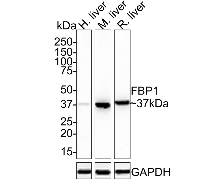 Western blot analysis of FBP1 on different lysates. Proteins were transferred to a PVDF membrane and blocked with 5% BSA in PBS for 1 hour at room temperature. The primary antibody (ET7110-07, 1/500) was used in 5% BSA at room temperature for 2 hours. Goat Anti-Rabbit IgG - HRP Secondary Antibody (HA1001) at 1:5,000 dilution was used for 1 hour at room temperature.<br />
Positive control: <br />
Lane 1: Mouse liver tissue lysate<br />
Lane 2: Rat liver tissue lysate