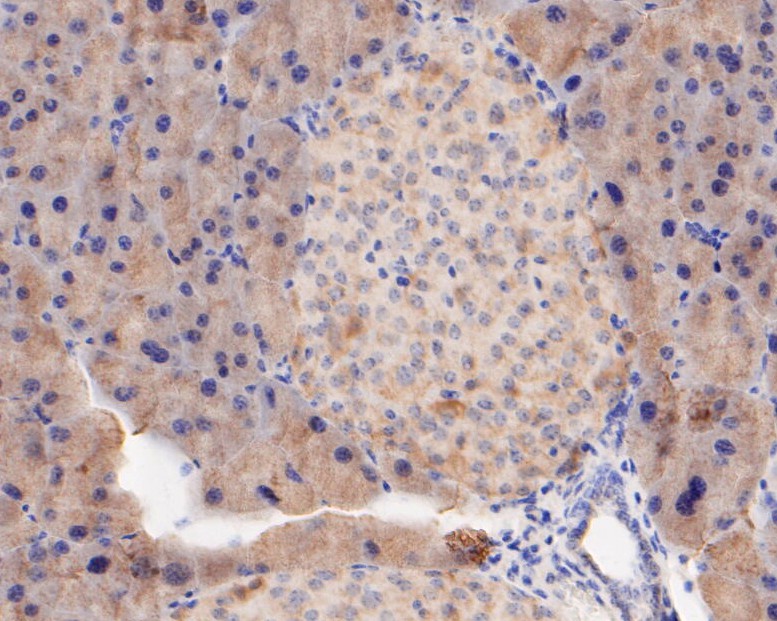 Immunohistochemical analysis of paraffin-embedded mouse pancreas tissue using anti-FBP1 antibody. The section was pre-treated using heat mediated antigen retrieval with sodium citrate buffer (pH 6.0) for 20 minutes. The tissues were blocked in 5% BSA for 30 minutes at room temperature, washed with ddH2O and PBS, and then probed with the primary antibody (ET7110-07, 1/200)  for 30 minutes at room temperature. The detection was performed using an HRP conjugated compact polymer system. DAB was used as the chromogen. Tissues were counterstained with hematoxylin and mounted with DPX.