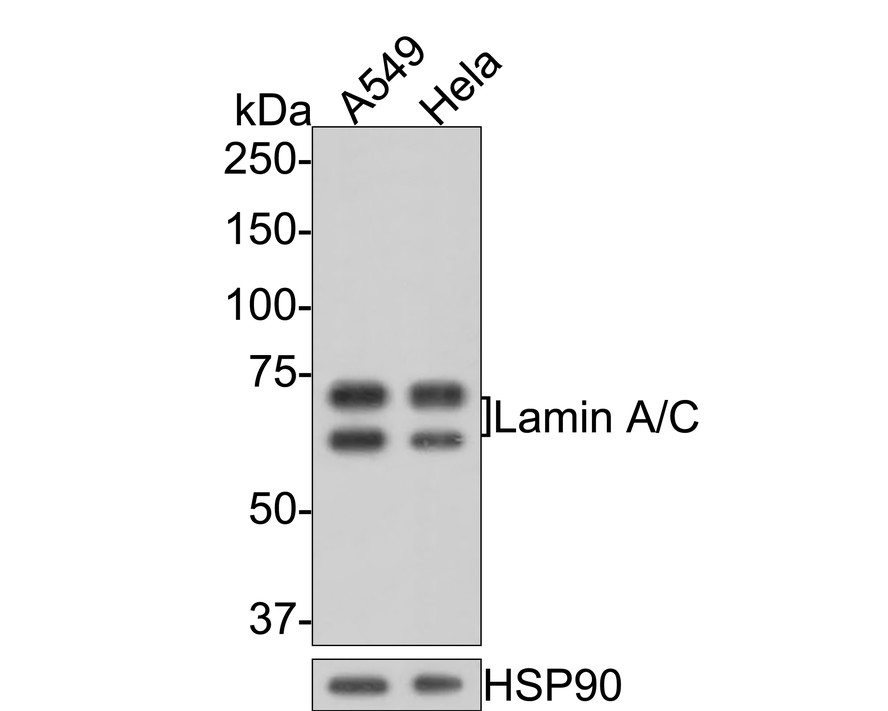 Western blot analysis of Lamin A/C on A549 cell lysate. Proteins were transferred to a PVDF membrane and blocked with 5% BSA in PBS for 1 hour at room temperature. The primary antibody (ET7110-12, 1/500) was used in 5% BSA at room temperature for 2 hours. Goat Anti-Rabbit IgG - HRP Secondary Antibody (HA1001) at 1:5,000 dilution was used for 1 hour at room temperature.