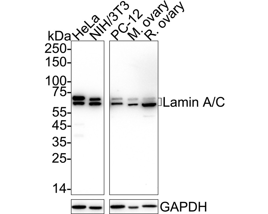 Anti-Brain lipid binding protein Antibody from rabbit, purified by affinity  chromatography