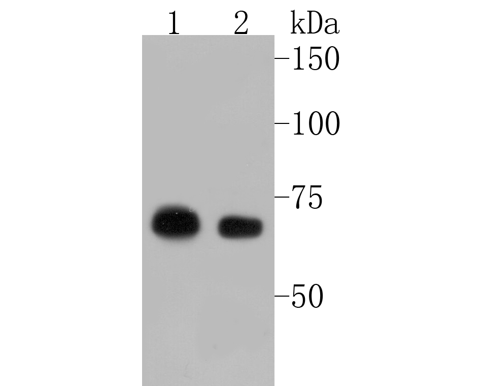Western blot analysis of LTA4H on different lysates. Proteins were transferred to a PVDF membrane and blocked with 5% BSA in PBS for 1 hour at room temperature. The primary antibody (ET7110-13, 1/500) was used in 5% BSA at room temperature for 2 hours. Goat Anti-Rabbit IgG - HRP Secondary Antibody (HA1001) at 1:5,000 dilution was used for 1 hour at room temperature.<br />
Positive control: <br />
Lane 1: 293 cell lysate<br />
Lane 2: A549 cell lysate
