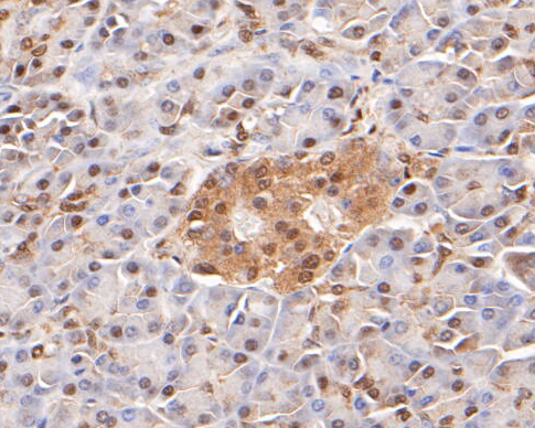 Immunohistochemical analysis of paraffin-embedded human pancreas tissue using anti-LTA4H antibody. The section was pre-treated using heat mediated antigen retrieval with sodium citrate buffer (pH 6.0) for 20 minutes. The tissues were blocked in 5% BSA for 30 minutes at room temperature, washed with ddH2O and PBS, and then probed with the primary antibody (ET7110-13, 1/50)  for 30 minutes at room temperature. The detection was performed using an HRP conjugated compact polymer system. DAB was used as the chromogen. Tissues were counterstained with hematoxylin and mounted with DPX.