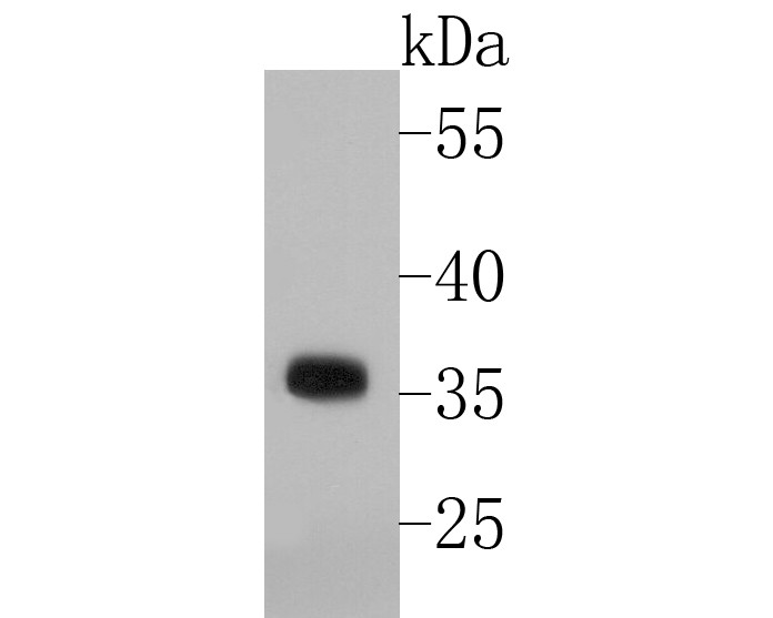 Western blot analysis of NEK6 on THP-1 cell lysate. Proteins were transferred to a PVDF membrane and blocked with 5% BSA in PBS for 1 hour at room temperature. The primary antibody (ET7110-15, 1/500) was used in 5% BSA at room temperature for 2 hours. Goat Anti-Rabbit IgG - HRP Secondary Antibody (HA1001) at 1:5,000 dilution was used for 1 hour at room temperature.