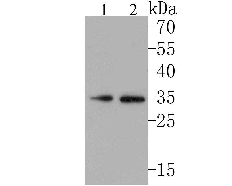 Western blot analysis of NEK7 on different lysates. Proteins were transferred to a PVDF membrane and blocked with 5% BSA in PBS for 1 hour at room temperature. The primary antibody (ET7110-16, 1/500) was used in 5% BSA at room temperature for 2 hours. Goat Anti-Rabbit IgG - HRP Secondary Antibody (HA1001) at 1:5,000 dilution was used for 1 hour at room temperature.<br />
Positive control: <br />
Lane 1: NIH/3T3 cell lysate<br />
Lane 2: Jurkat cell lysate