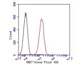Flow cytometric analysis of NEK7 was done on A549 cells. The cells were fixed, permeabilized and stained with the primary antibody (ET7110-16, 1/50) (red). After incubation of the primary antibody at room temperature for an hour, the cells were stained with a Alexa Fluor 488-conjugated Goat anti-Rabbit IgG Secondary antibody at 1/1000 dilution for 30 minutes.Unlabelled sample was used as a control (cells without incubation with primary antibody; black).