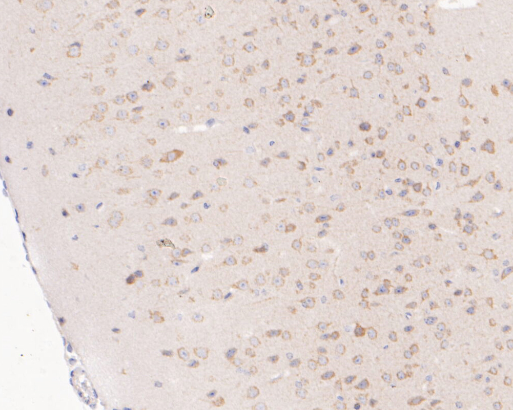 Immunohistochemical analysis of paraffin-embedded mouse brain tissue using anti-NUDC antibody. The section was pre-treated using heat mediated antigen retrieval with sodium citrate buffer (pH 6.0) for 20 minutes. The tissues were blocked in 5% BSA for 30 minutes at room temperature, washed with ddH2O and PBS, and then probed with the primary antibody (ET7110-18, 1/200)  for 30 minutes at room temperature. The detection was performed using an HRP conjugated compact polymer system. DAB was used as the chromogen. Tissues were counterstained with hematoxylin and mounted with DPX.