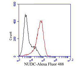 Flow cytometric analysis of NUDC was done on F9 cells. The cells were fixed, permeabilized and stained with the primary antibody (ET7110-18, 1/50) (red). After incubation of the primary antibody at room temperature for an hour, the cells were stained with a Alexa Fluor 488-conjugated Goat anti-Rabbit IgG Secondary antibody at 1/1000 dilution for 30 minutes.Unlabelled sample was used as a control (cells without incubation with primary antibody; black).