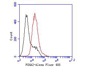 Flow cytometric analysis of PSMA2 was done on F9 cells. The cells were fixed, permeabilized and stained with the primary antibody (ET7110-19, 1/50) (red). After incubation of the primary antibody at room temperature for an hour, the cells were stained with a Alexa Fluor 488-conjugated Goat anti-Rabbit IgG Secondary antibody at 1/1000 dilution for 30 minutes.Unlabelled sample was used as a control (cells without incubation with primary antibody; black).