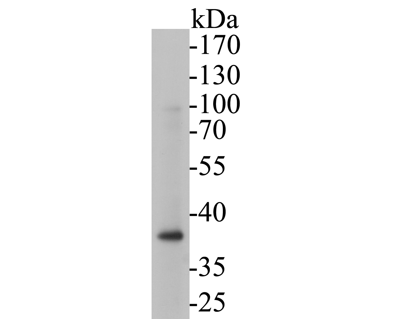 Western blot analysis of Tropomodulin 2 on rat brain tissue lysates. Proteins were transferred to a PVDF membrane and blocked with 5% BSA in PBS for 1 hour at room temperature. The primary antibody (ET7110-27, 1/500) was used in 5% BSA at room temperature for 2 hours. Goat Anti-Rabbit IgG - HRP Secondary Antibody (HA1001) at 1:5,000 dilution was used for 1 hour at room temperature.