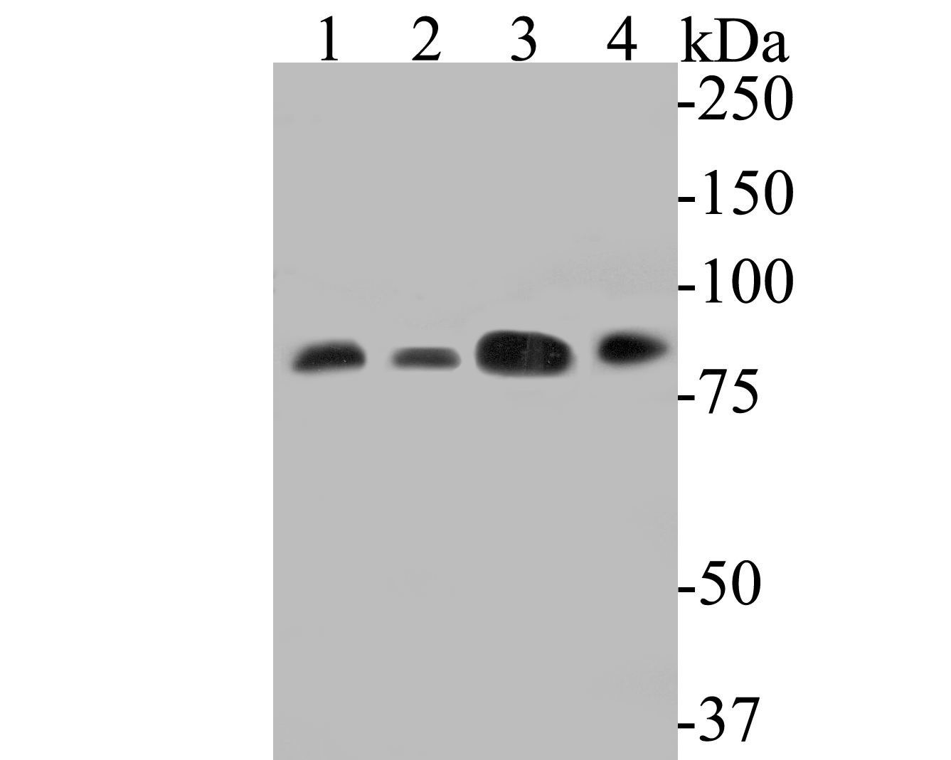 Western blot analysis of DBF4 on different lysates. Proteins were transferred to a PVDF membrane and blocked with 5% BSA in PBS for 1 hour at room temperature. The primary antibody (ET7110-31, 1/500) was used in 5% BSA at room temperature for 2 hours. Goat Anti-Rabbit IgG - HRP Secondary Antibody (HA1001) at 1:5,000 dilution was used for 1 hour at room temperature.<br />
Positive control: <br />
Lane 1: 293T cell lysate<br />
Lane 2: Hela cell lysate<br />
Lane 3: SW480 cell lysate<br />
Lane 4: Jurkat cell lysate