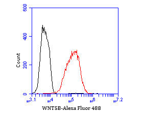 Flow cytometric analysis of WNT5B was done on LOVO cells. The cells were fixed, permeabilized and stained with the primary antibody (ET7110-34, 1/50) (red). After incubation of the primary antibody at room temperature for an hour, the cells were stained with a Alexa Fluor 488-conjugated Goat anti-Rabbit IgG Secondary antibody at 1/1000 dilution for 30 minutes.Unlabelled sample was used as a control (cells without incubation with primary antibody; black).
