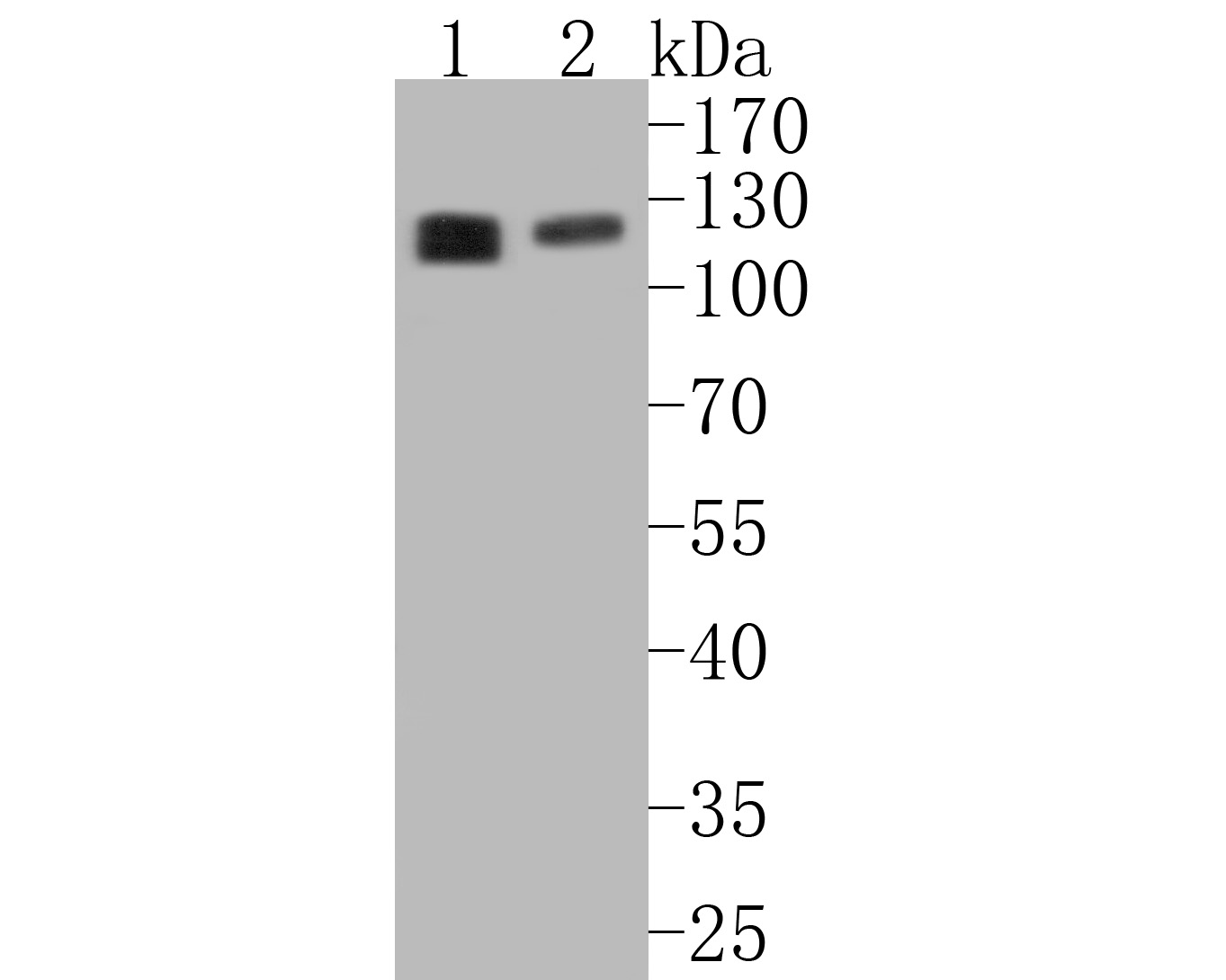 Western blot analysis of eIF3B on different lysates. Proteins were transferred to a PVDF membrane and blocked with 5% BSA in PBS for 1 hour at room temperature. The primary antibody (ET7110-36, 1/500) was used in 5% BSA at room temperature for 2 hours. Goat Anti-Rabbit IgG - HRP Secondary Antibody (HA1001) at 1:5,000 dilution was used for 1 hour at room temperature.<br />
Positive control: <br />
Lane 1: A431 cell lysate<br />
Lane 2: 293T cell lysate
