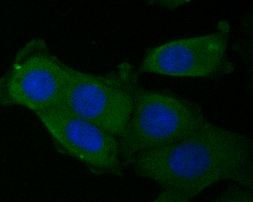 ICC staining of eIF3B in MCF-7 cells (green). Formalin fixed cells were permeabilized with 0.1% Triton X-100 in TBS for 10 minutes at room temperature and blocked with 1% Blocker BSA for 15 minutes at room temperature. Cells were probed with the primary antibody (ET7110-36, 1/200) for 1 hour at room temperature, washed with PBS. Alexa Fluor®488 Goat anti-Rabbit IgG was used as the secondary antibody at 1/1,000 dilution. The nuclear counter stain is DAPI (blue).