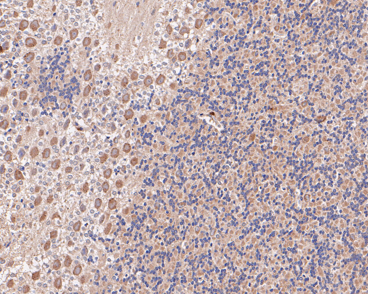 Immunohistochemical analysis of paraffin-embedded rat cerebellum tissue using anti-eIF3B antibody. The section was pre-treated using heat mediated antigen retrieval with Tris-EDTA buffer (pH 8.0-8.4) for 20 minutes.The tissues were blocked in 5% BSA for 30 minutes at room temperature, washed with ddH2O and PBS, and then probed with the primary antibody (ET7110-36, 1/200) for 30 minutes at room temperature. The detection was performed using an HRP conjugated compact polymer system. DAB was used as the chromogen. Tissues were counterstained with hematoxylin and mounted with DPX.