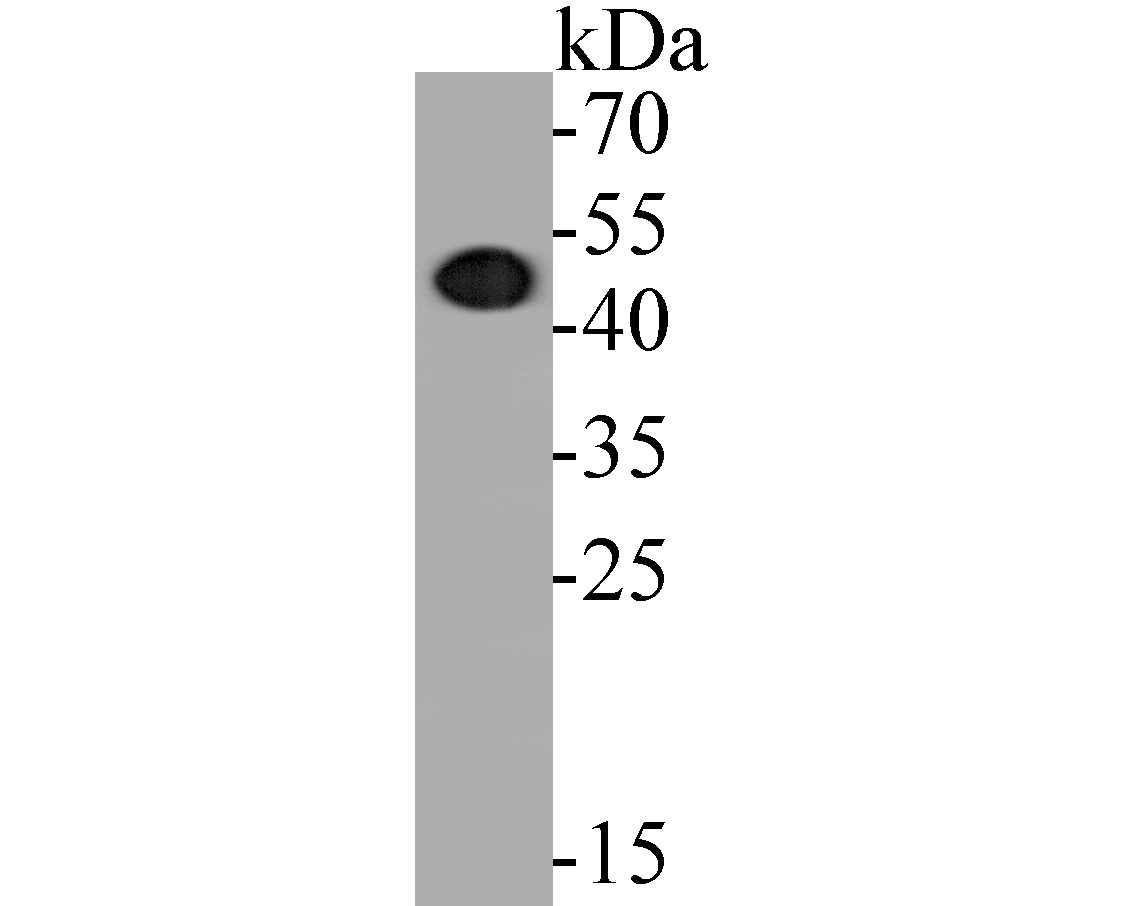 Western blot analysis of eIF3e on Hela cell lysates. Proteins were transferred to a PVDF membrane and blocked with 5% BSA in PBS for 1 hour at room temperature. The primary antibody (ET7110-40, 1/500) was used in 5% BSA at room temperature for 2 hours. Goat Anti-Rabbit IgG - HRP Secondary Antibody (HA1001) at 1:5,000 dilution was used for 1 hour at room temperature