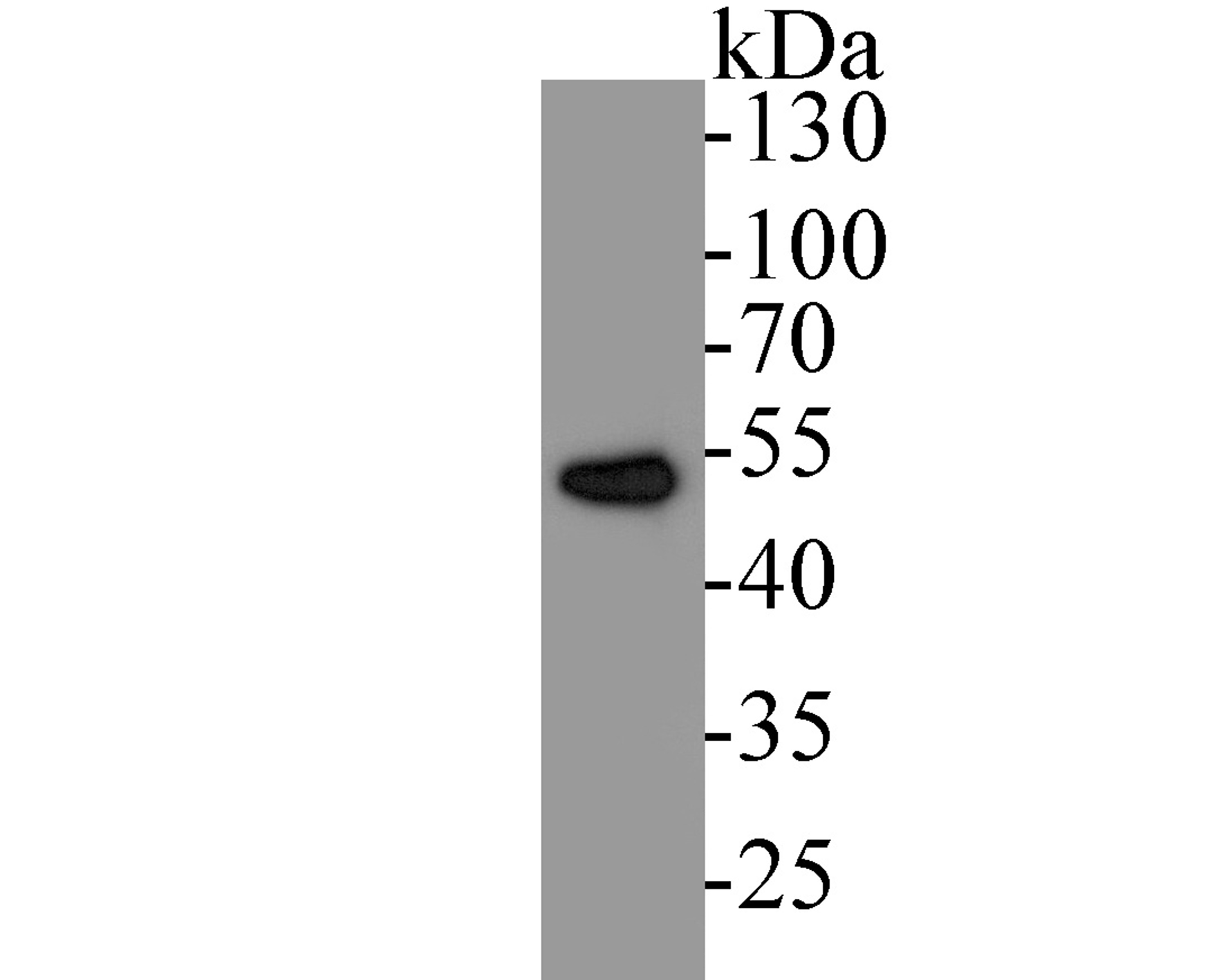 Western blot analysis of eIF3e on rat brain tissue lysates. Proteins were transferred to a PVDF membrane and blocked with 5% BSA in PBS for 1 hour at room temperature. The primary antibody (ET7110-40, 1/500) was used in 5% BSA at room temperature for 2 hours. Goat Anti-Rabbit IgG - HRP Secondary Antibody (HA1001) at 1:5,000 dilution was used for 1 hour at room temperature