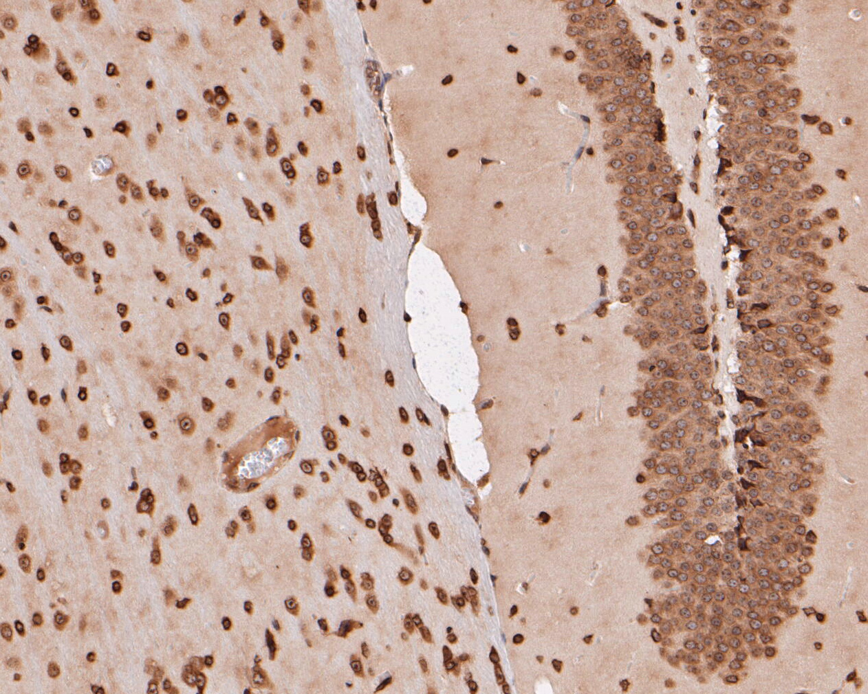 Immunohistochemical analysis of paraffin-embedded mouse brain tissue using anti-eIF3e antibody. The section was pre-treated using heat mediated antigen retrieval with sodium citrate buffer (pH 6.0) for 20 minutes. The tissues were blocked in 5% BSA for 30 minutes at room temperature, washed with ddH2O and PBS, and then probed with the primary antibody (ET7110-40, 1/50)  for 30 minutes at room temperature. The detection was performed using an HRP conjugated compact polymer system. DAB was used as the chromogen. Tissues were counterstained with hematoxylin and mounted with DPX.