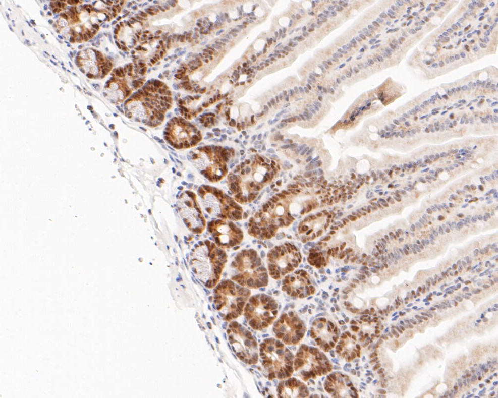 Immunohistochemical analysis of paraffin-embedded mouse colon tissue using anti-DP1 antibody. The section was pre-treated using heat mediated antigen retrieval with sodium citrate buffer (pH 6.0) for 20 minutes. The tissues were blocked in 5% BSA for 30 minutes at room temperature, washed with ddH2O and PBS, and then probed with the primary antibody (ET7110-43, 1/200)  for 30 minutes at room temperature. The detection was performed using an HRP conjugated compact polymer system. DAB was used as the chromogen. Tissues were counterstained with hematoxylin and mounted with DPX.