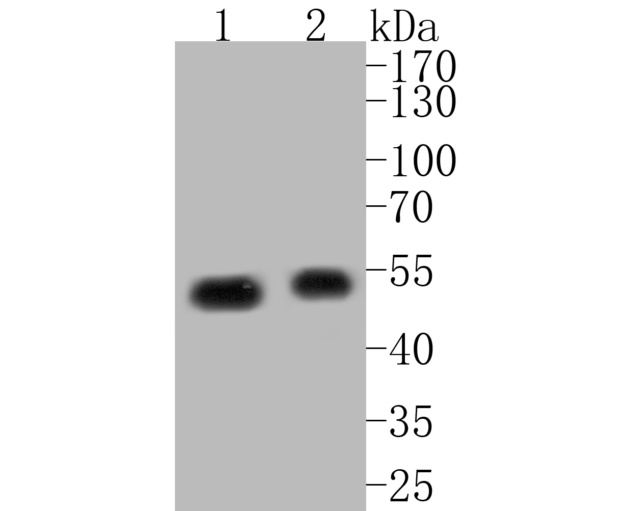 Western blot analysis of Elongation factor 1-gamma on different lysates. Proteins were transferred to a PVDF membrane and blocked with 5% BSA in PBS for 1 hour at room temperature. The primary antibody (ET7110-45, 1/500) was used in 5% BSA at room temperature for 2 hours. Goat Anti-Rabbit IgG - HRP Secondary Antibody (HA1001) at 1:5,000 dilution was used for 1 hour at room temperature.<br />
Positive control: <br />
Lane 1: MCF-7 cell lysate<br />
Lane 2: K562 cell lysate