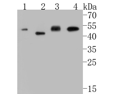 Western blot analysis of Elongation factor 1-gamma on different lysates. Proteins were transferred to a PVDF membrane and blocked with 5% BSA in PBS for 1 hour at room temperature. The primary antibody (ET7110-45, 1/500) was used in 5% BSA at room temperature for 2 hours. Goat Anti-Rabbit IgG - HRP Secondary Antibody (HA1001) at 1:5,000 dilution was used for 1 hour at room temperature.<br />
Positive control: <br />
Lane 1: mouse thymus tissue lysate<br />
Lane 2: rat spleen tissue lysate<br />
Lane 3: mouse ovary tissue lysate<br />
Lane 4: rat thymus tissue lysate