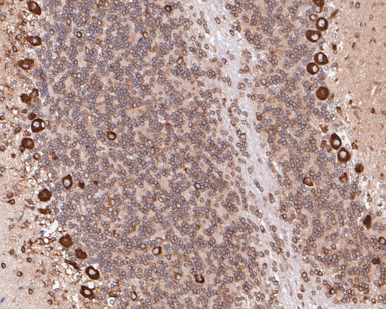 Immunohistochemical analysis of paraffin-embedded rat cerebellum tissue using anti-Elongation factor 1-gamma antibody. The section was pre-treated using heat mediated antigen retrieval with sodium citrate buffer (pH 6.0) for 20 minutes. The tissues were blocked in 5% BSA for 30 minutes at room temperature, washed with ddH2O and PBS, and then probed with the primary antibody (ET7110-45, 1/200)  for 30 minutes at room temperature. The detection was performed using an HRP conjugated compact polymer system. DAB was used as the chromogen. Tissues were counterstained with hematoxylin and mounted with DPX.