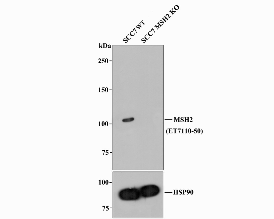 All lanes: Western blot analysis of MSH2 with anti-MSH2 antibody [JE28-48] (ET7110-50) at 1/1,000 dilution.<br />
Lane 1: Wild-type SCC7 whole cell lysate (20 µg).<br />
Lane 2: MSH2 knockout SCC7 whole cell lysate (20 µg).<br />
<br />
ET7110-50 was shown to specifically react with MSH2 in wild-type SCC7 cells. No band was observed when MSH2 knockout sample was tested. Wild-type and MSH2 knockout samples were subjected to SDS-PAGE. Proteins were transferred to a PVDF membrane and blocked with 5% NFDM in TBST for 1 hour at room temperature. The primary antibody (ET7110-50, 1/1,000) and Loading control antibody(Rabbit anti-HSP90, ET1605-56, 1/10,000)was used in 5% BSA at room temperature for 2 hours. Goat Anti-Rabbit IgG-HRP Secondary Antibody (HA1001) at 1:200,000 dilution was used for 1 hour at room temperature.