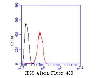 Flow cytometric analysis of CD38 was done on Hela cells. The cells were fixed, permeabilized and stained with the primary antibody (ET7110-53, 1/50) (red). After incubation of the primary antibody at room temperature for an hour, the cells were stained with a Alexa Fluor 488-conjugated Goat anti-Rabbit IgG Secondary antibody at 1/1000 dilution for 30 minutes.Unlabelled sample was used as a control (cells without incubation with primary antibody; black).