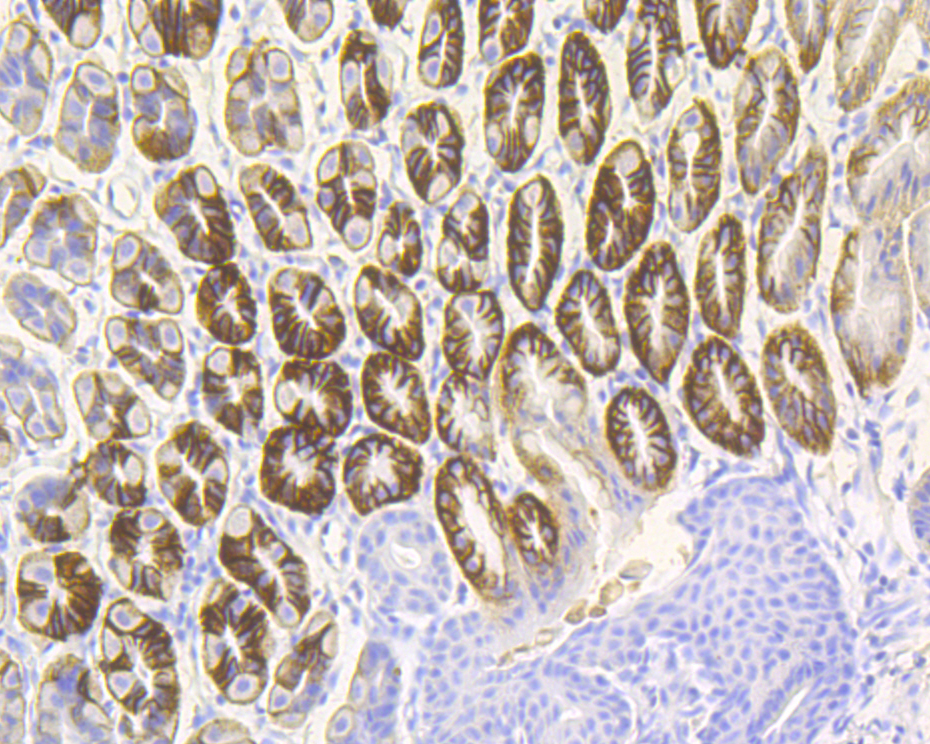 Immunohistochemical analysis of paraffin-embedded mouse stomach tissue using anti-Cytokeratin 20 antibody. The section was pre-treated using heat mediated antigen retrieval with Tris-EDTA buffer (pH 8.0-8.4) for 20 minutes.The tissues were blocked in 5% BSA for 30 minutes at room temperature, washed with ddH2O and PBS, and then probed with the primary antibody (ET7110-54, 1/50) for 30 minutes at room temperature. The detection was performed using an HRP conjugated compact polymer system. DAB was used as the chromogen. Tissues were counterstained with hematoxylin and mounted with DPX.