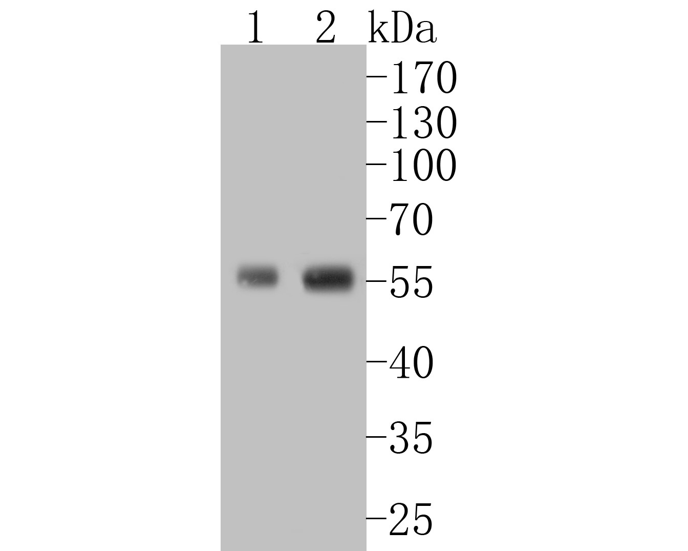 Western blot analysis of CD4 on different lysates with Rabbit anti-CD4 antibody (ET7110-64) at 1/500 dilution.<br />
<br />
Lane 1: THP-1 cell lysate<br />
Lane 2: HL-60 cell lysate<br />
<br />
Lysates/proteins at 10 µg/Lane.<br />
<br />
Predicted band size: 51 kDa<br />
Observed band size: 55 kDa<br />
<br />
Exposure time: 2 minutes;<br />
<br />
<br />
Proteins were transferred to a PVDF membrane and blocked with 5% NFDM/TBST for 1 hour at room temperature. The primary antibody (ET7110-64) at 1/500 dilution was used in 5% NFDM/TBST at room temperature for 2 hours. Goat Anti-Rabbit IgG - HRP Secondary Antibody (HA1001) at 1:5,000 dilution was used for 1 hour at room temperature.