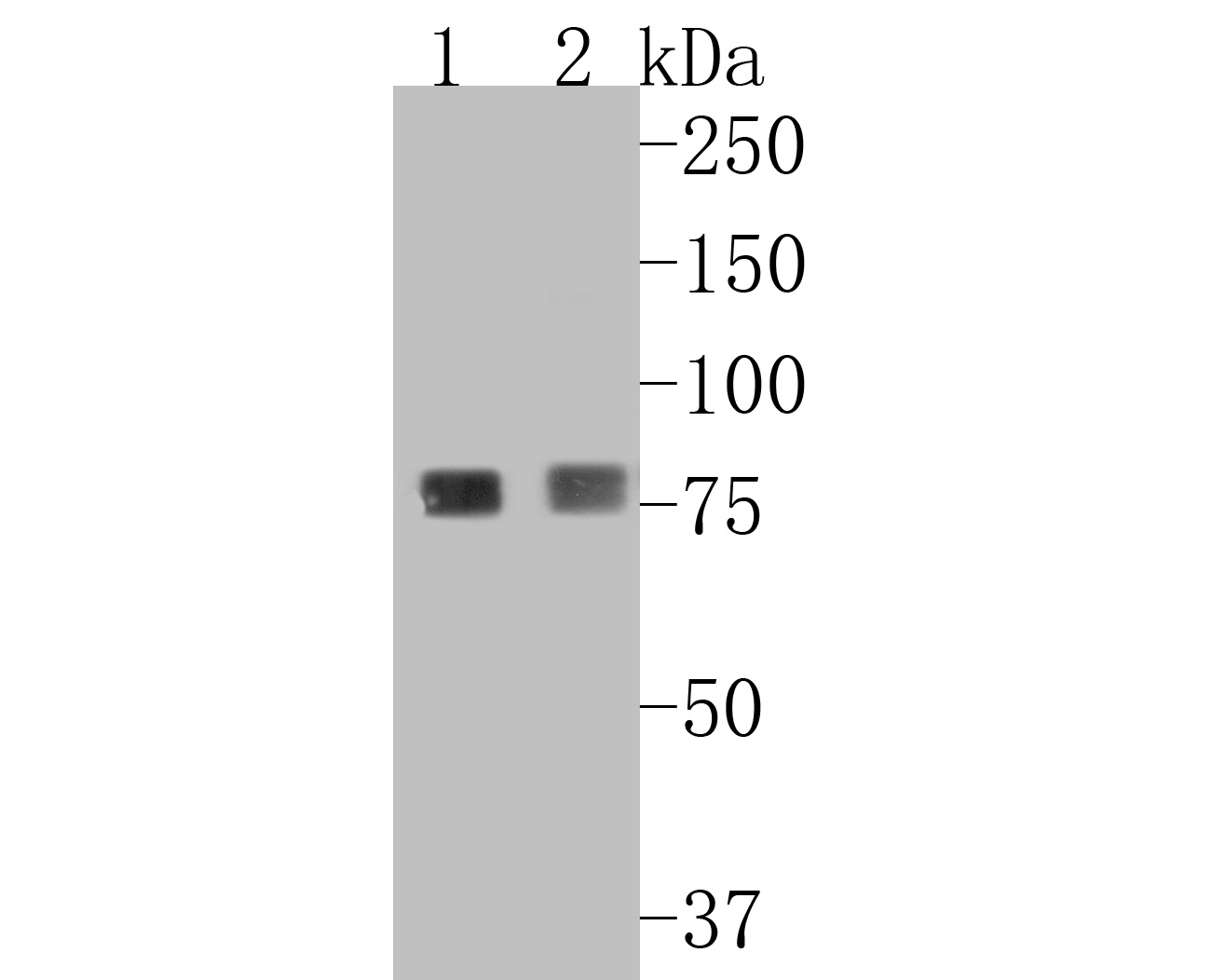 Western blot analysis of Beta glucuronidase on different lysates. Proteins were transferred to a PVDF membrane and blocked with 5% BSA in PBS for 1 hour at room temperature. The primary antibody (ET7110-66, 1/500) was used in 5% BSA at room temperature for 2 hours. Goat Anti-Rabbit IgG - HRP Secondary Antibody (HA1001) at 1:5,000 dilution was used for 1 hour at room temperature.<br />
Positive control: <br />
Lane 1: U937 cell lysate<br />
Lane 2: Human lung tissue lysate