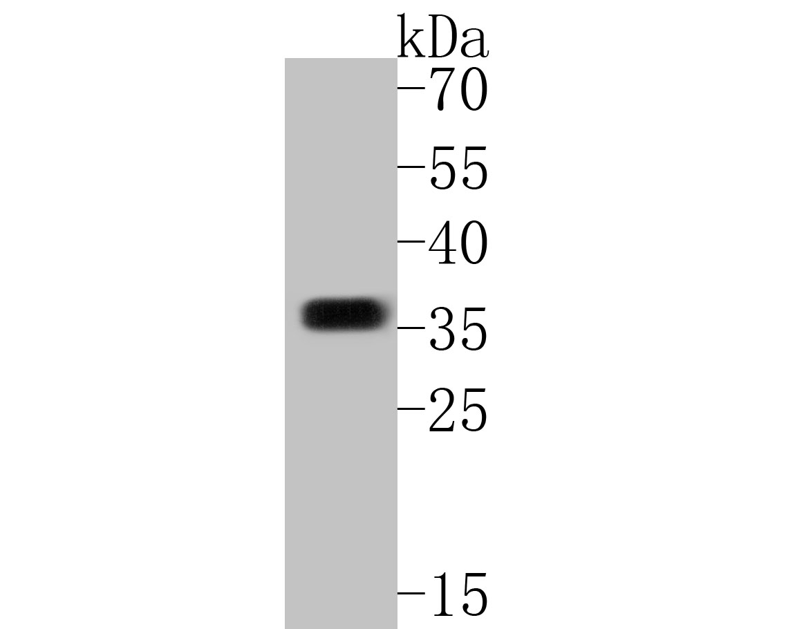 Western blot analysis of Syntaxin 1a on human cerebellum tissue lysates. Proteins were transferred to a PVDF membrane and blocked with 5% BSA in PBS for 1 hour at room temperature. The primary antibody (ET7110-68, 1/500) was used in 5% BSA at room temperature for 2 hours. Goat Anti-Rabbit IgG - HRP Secondary Antibody (HA1001) at 1:5,000 dilution was used for 1 hour at room temperature.