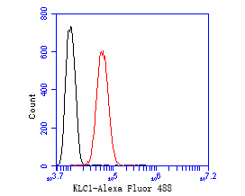 Flow cytometric analysis of KLC1 was done on SH-SY5Y cells. The cells were fixed, permeabilized and stained with the primary antibody (ET7110-72, 1/50) (red). After incubation of the primary antibody at room temperature for an hour, the cells were stained with a Alexa Fluor 488-conjugated Goat anti-Rabbit IgG Secondary antibody at 1/1000 dilution for 30 minutes.Unlabelled sample was used as a control (cells without incubation with primary antibody; black).