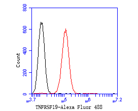 Flow cytometric analysis of TNFRSF19 was done on HepG2 cells. The cells were fixed, permeabilized and stained with the primary antibody (ET7110-74, 1/50) (red). After incubation of the primary antibody at room temperature for an hour, the cells were stained with a Alexa Fluor 488-conjugated Goat anti-Rabbit IgG Secondary antibody at 1/1000 dilution for 30 minutes.Unlabelled sample was used as a control (cells without incubation with primary antibody; black).