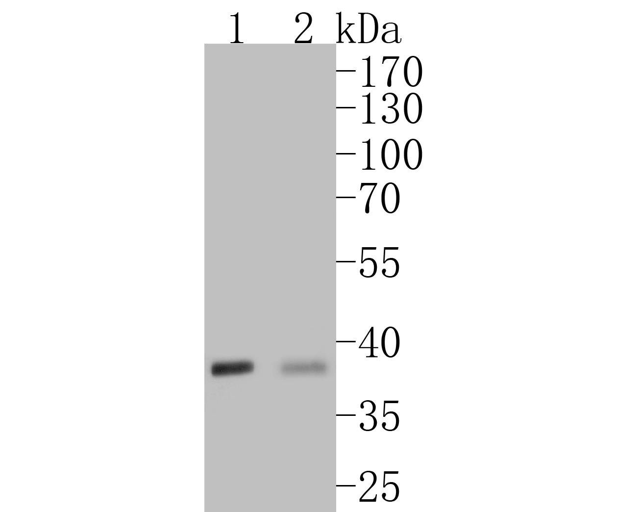 Western blot analysis of VEGFD on different lysates with Rabbit anti-VEGFD antibody (ET7110-81) at 1/500 dilution.<br />
<br />
Lane 1: Rat heart tissue lysate(20 µg/Lane)<br />
Lane 2: NIH/3T3 cell lysate<br />
<br />
Lysates/proteins at 10 µg/Lane.<br />
<br />
Predicted band size: 40 kDa<br />
Observed band size: 39 kDa<br />
<br />
Exposure time: 2 minutes;<br />
<br />
10% SDS-PAGE gel.<br />
<br />
Proteins were transferred to a PVDF membrane and blocked with 5% NFDM/TBST for 1 hour at room temperature. The primary antibody (ET7110-81) at 1/500 dilution was used in 5% NFDM/TBST at room temperature for 2 hours. Goat Anti-Rabbit IgG - HRP Secondary Antibody (HA1001) at 1:5,000 dilution was used for 1 hour at room temperature.
