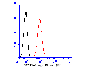 Flow cytometric analysis of VEGFD was done on A549 cells. The cells were fixed, permeabilized and stained with the primary antibody (ET7110-81, 1/50) (red). After incubation of the primary antibody at room temperature for an hour, the cells were stained with a Alexa Fluor 488-conjugated Goat anti-Rabbit IgG Secondary antibody at 1/1000 dilution for 30 minutes.Unlabelled sample was used as a control (cells without incubation with primary antibody; black).